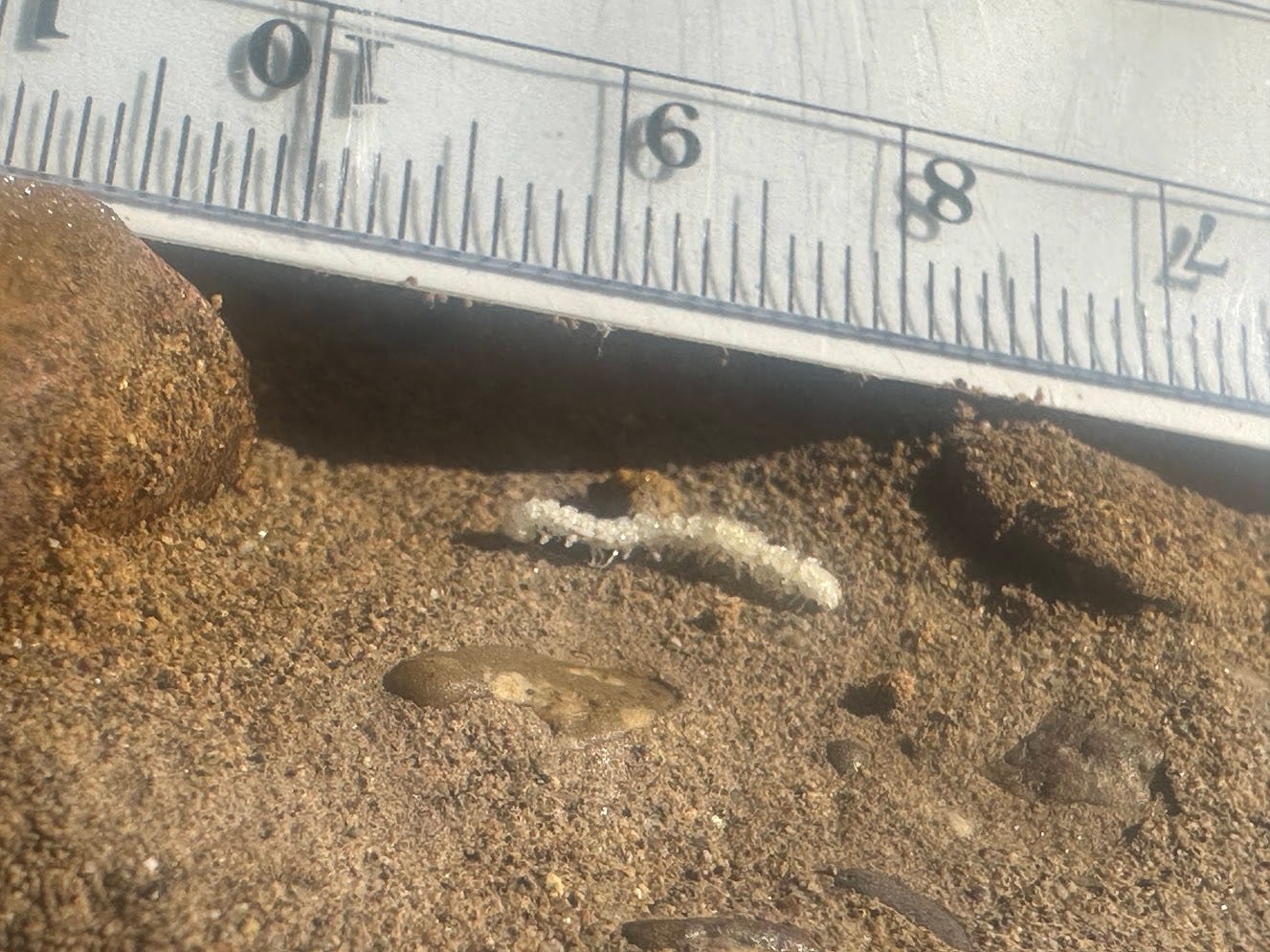 A small caterpillar with ruler for scale, about 12 mm long A small caterpillar with ruler for scale, about 12 mm long