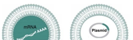 Contaminación de ADN ARNm vs ADN de plásmido en LNP