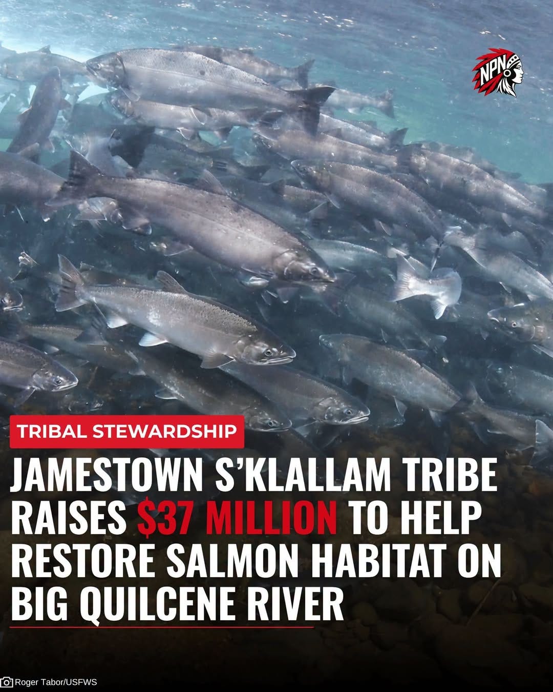 May be an image of text that says 'NPIN TRIBAL STEWARDSHIP JAMESTOWN S'KLALLAM TRIBE RAISES $37 MILLION TO HELP RESTORE SALMON BTAT ON BIG QUILCENE RIVER Roge Roger Tabor'u SFW5'