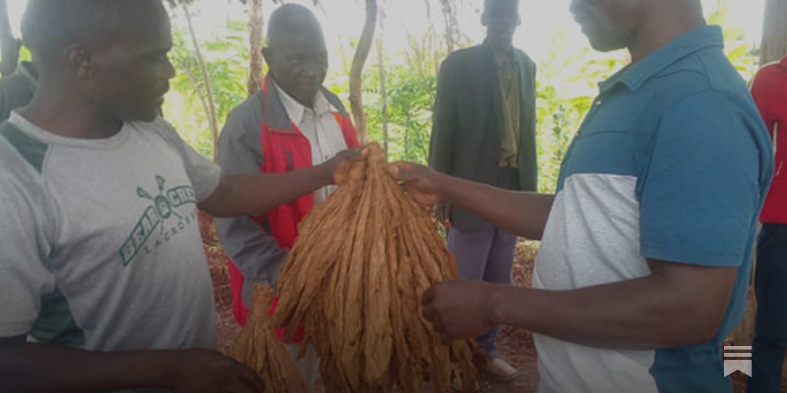 Premium Tobacco trains Malawi growers on tobacco grading ahead of market  opening