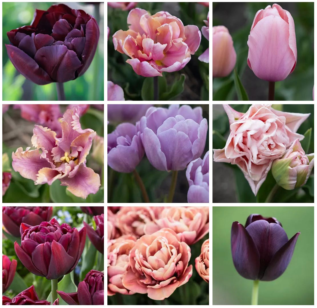 Tulips in shades of red, brown and purple