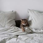 Are Cozy Mysteries Going the Way of the Superhero Movie?