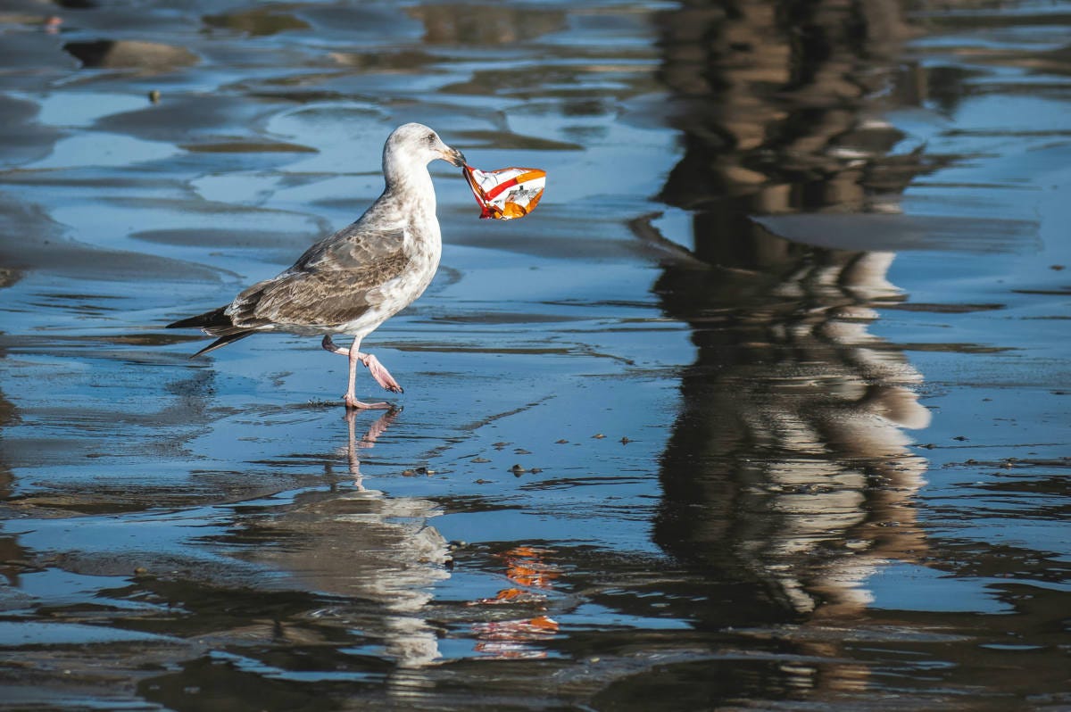 una gaviota caminando por una zona con un poco de agua con una bolsa de patatillas en el pico