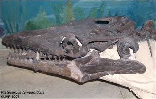Mosasaur Skull Platecarpus Mosasaur Skull Platecarpus