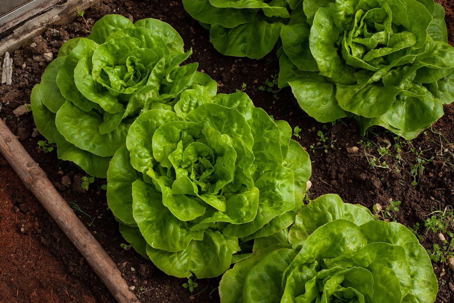 lettuce growing in a raised bed lettuce growing in a raised bed