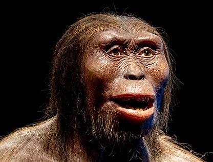 Image result for 2 million ybp hominid