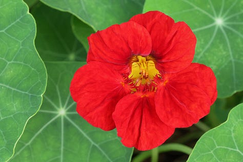 nasturtium flowers