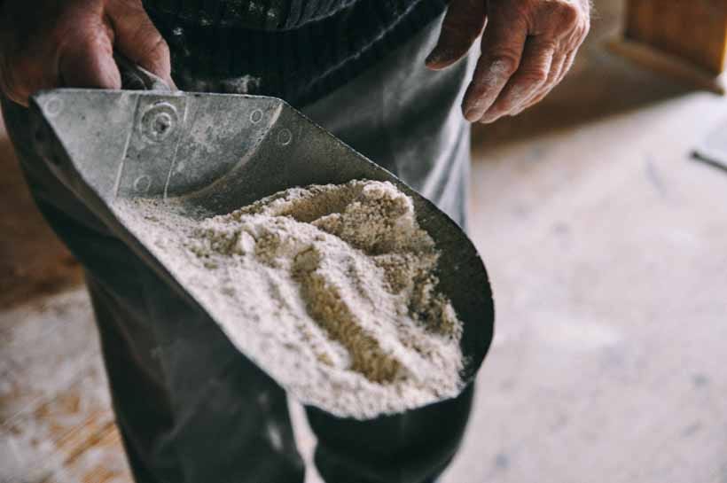 tom waterfiled at maud foster windmill with spelt grains lincolnshire uk