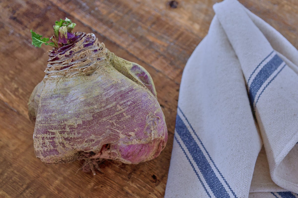 a rutabaga and kitchen towel a rutabaga and kitchen towel