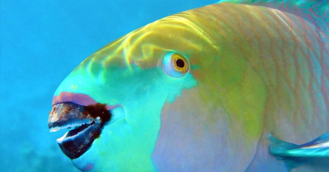 The Remarkable Parrotfish • Scuba Diver Life
