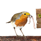 Current Month's Livestream Schedule