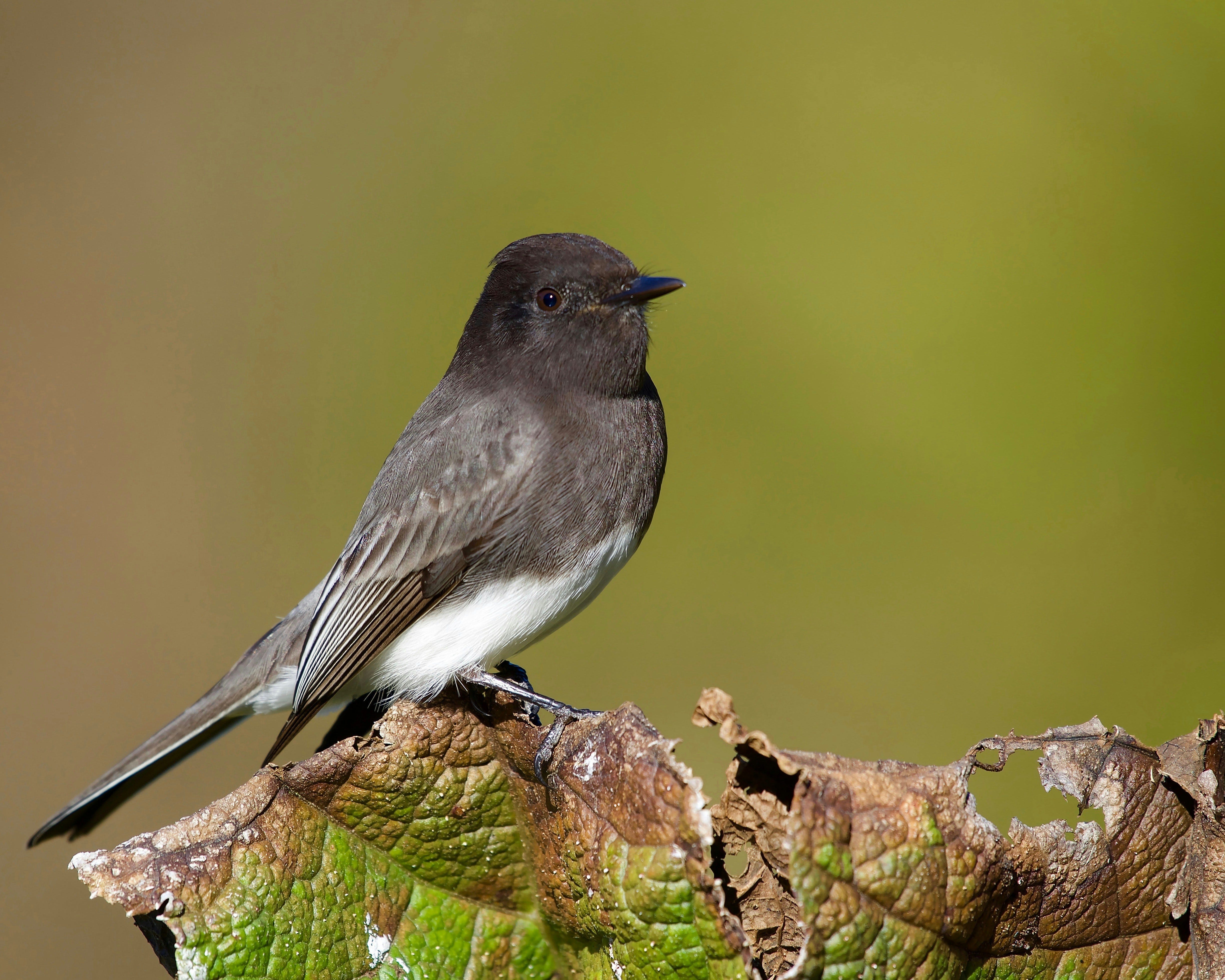 junco様 Dark-eyed Junco: Northern Naturalist #35 - by Dave Benson