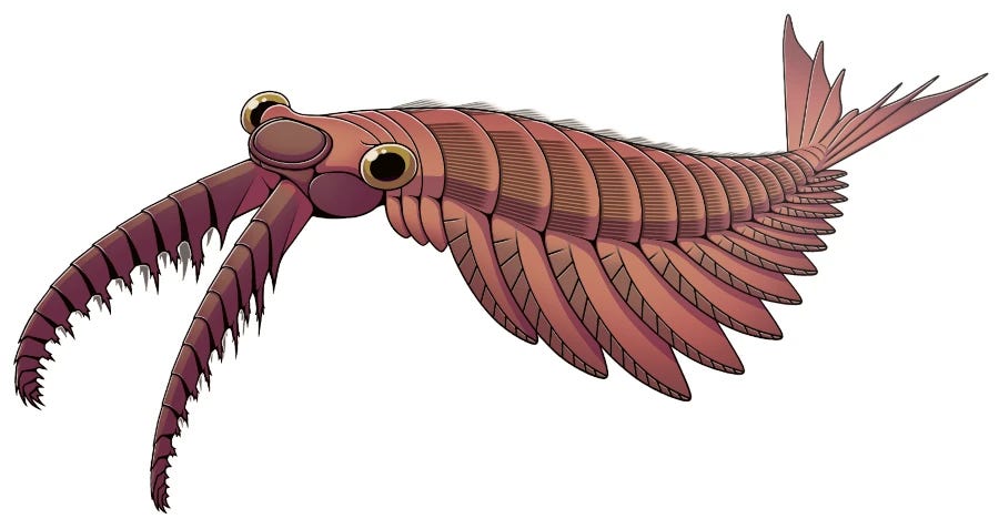 The apex predator from the Devonian: a bizarre, 20 cm organism with two ferocious-looking grasping appendages in front, large compound eyes, and a fringe of swimming flaps along its prawn-like body. The apex predator from the Devonian: a bizarre, 20 cm organism with two ferocious-looking grasping appendages in front, large compound eyes, and a fringe of swimming flaps along its prawn-like body.
