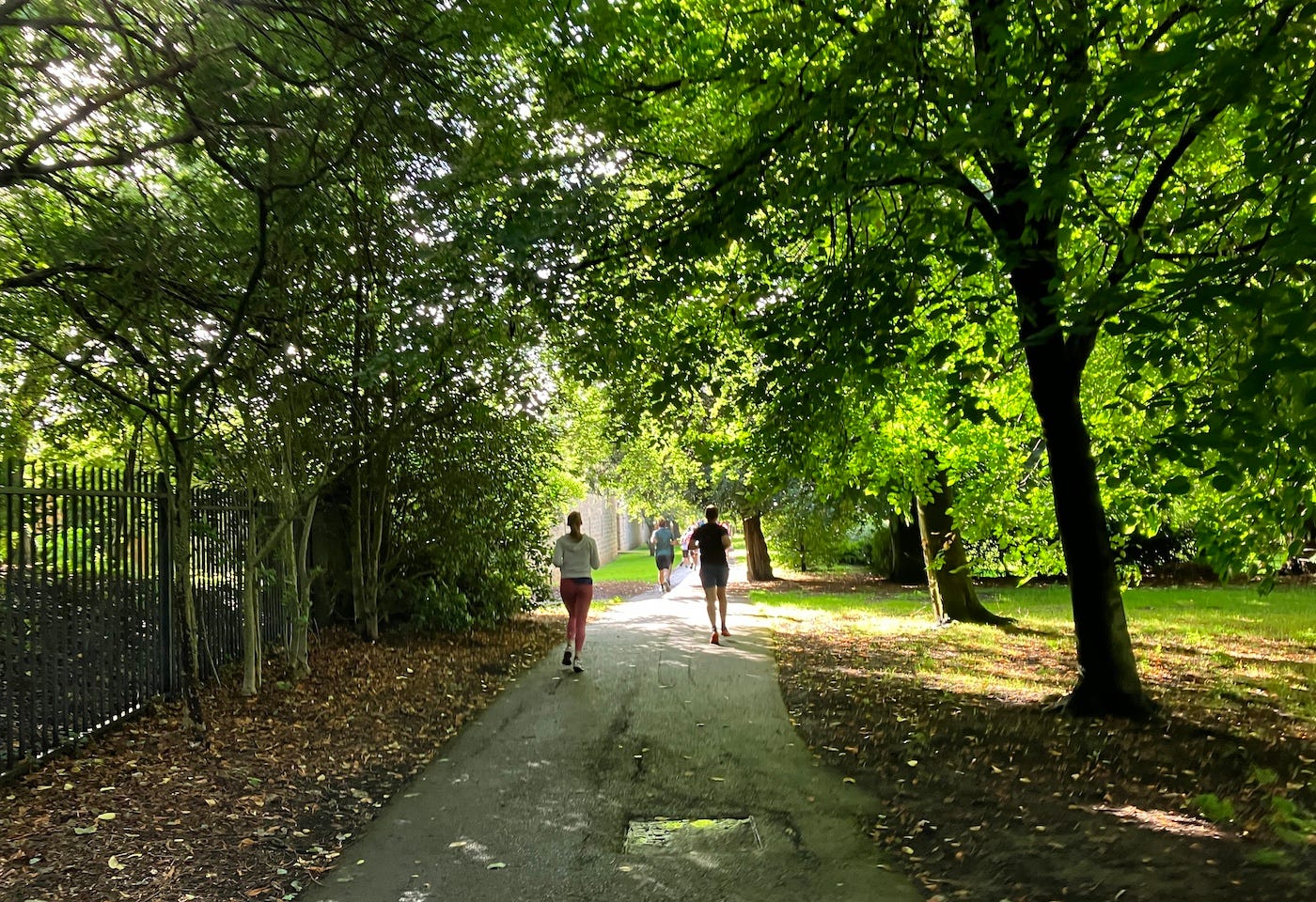 Tree-covered path