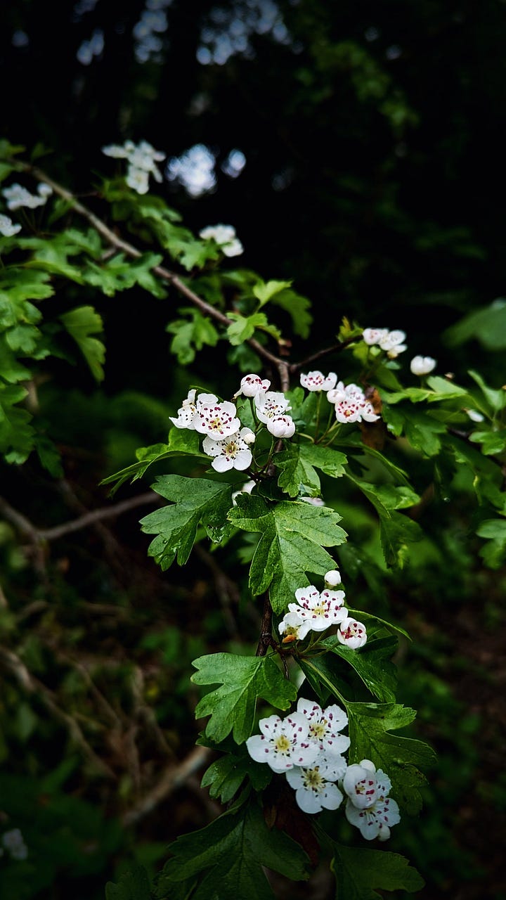 Two images: on the left, white Hawthorn blossoms and green leaves against a shadowy background; on the right, a fuzzy bumble-bee hanging upside-down as it sucks nectar from a magenta flower, hanging under a canopy of bright green leaves.