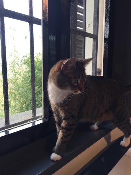harlowe turned in window harlowe turned in window