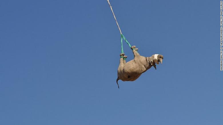 To move critically endangered black rhinos away from poaching hotspots, conservationists sometimes airlift them upside down. While it might look uncomfortable, a &lt;a href=&quot;https://meridian.allenpress.com/jwd/article-abstract/doi/10.7589/2019-08-202/451340/THE-PULMONARY-AND-METABOLIC-EFFECTS-OF-SUSPENSION&quot; target=&quot;_blank&quot;&gt;recent study&lt;/a&gt; has revealed that this practice is better for rhino health than lying them down on stretchers. &lt;br /&gt;&lt;strong&gt;Scroll through the gallery to learn more about upside-down rhino translocation.&lt;/strong&gt;