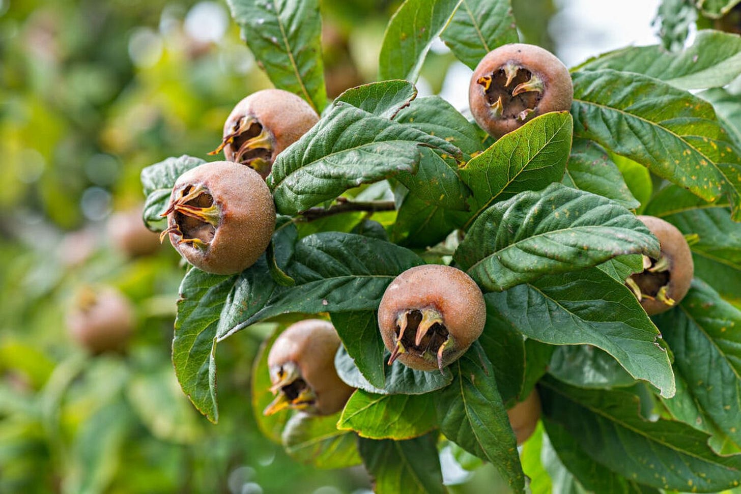 Medlar: planting & propagating Mespilus germanica - Plantura