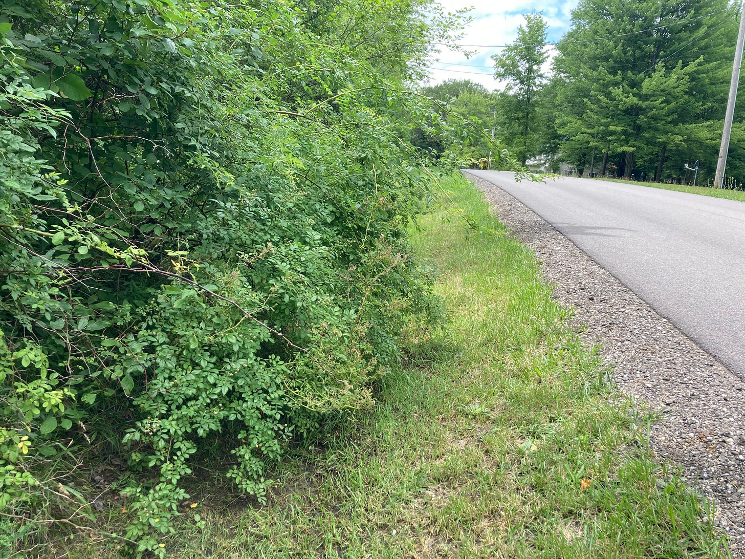 thickets, thistles, and thorns: spiritual lessons in the weeds