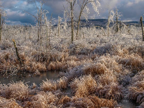 Ice damage in 2008