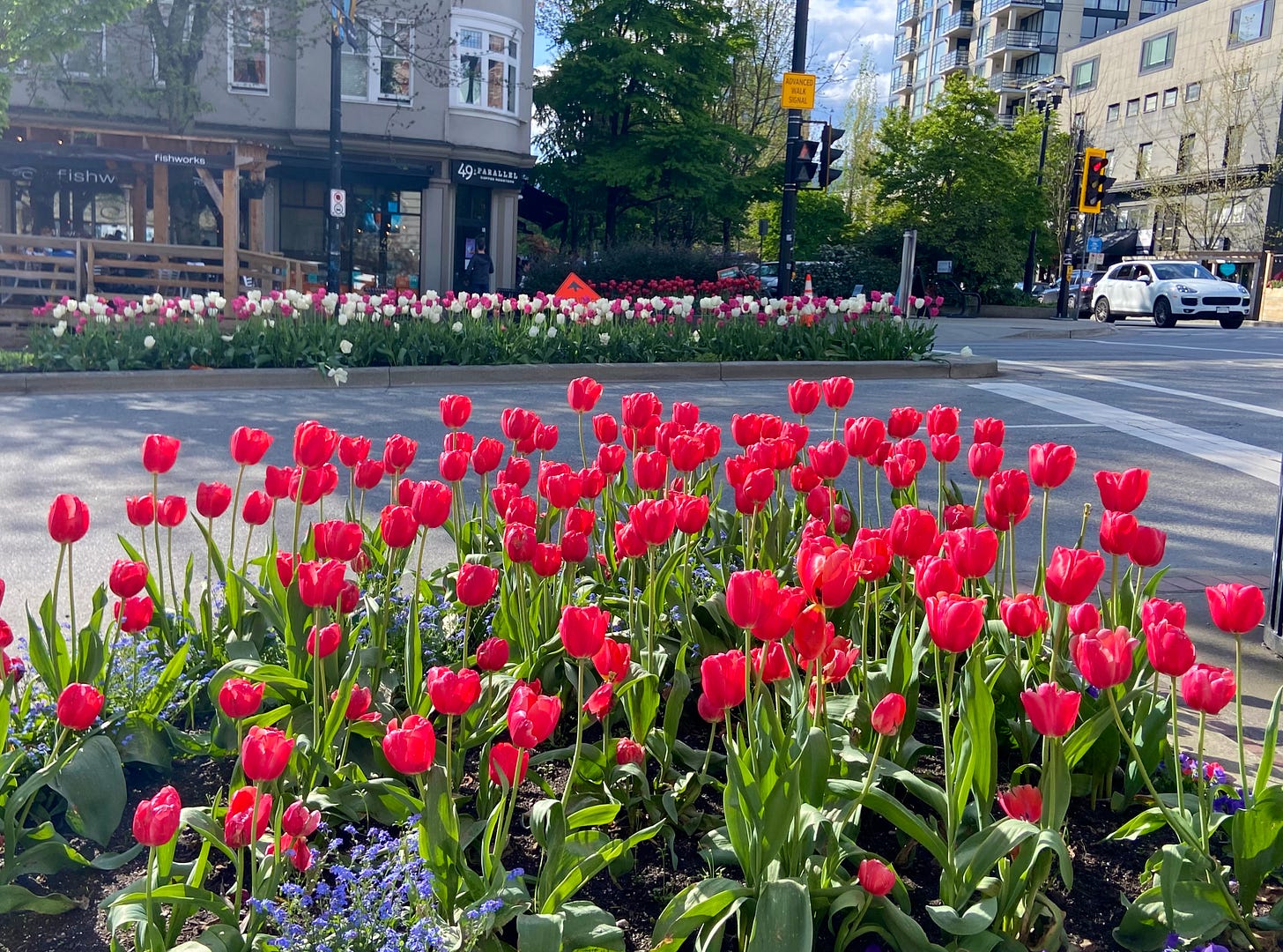 Bright red tulips growing along street in North Vancouver
