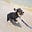 ShortLeggedDog's avatar