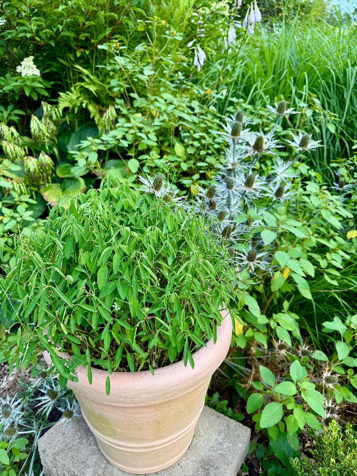 Tumble of Eryngium down the hill outside the Ruin, with my Euphorbia pot, that has been overwintered at least for three years, needing a bit of water.