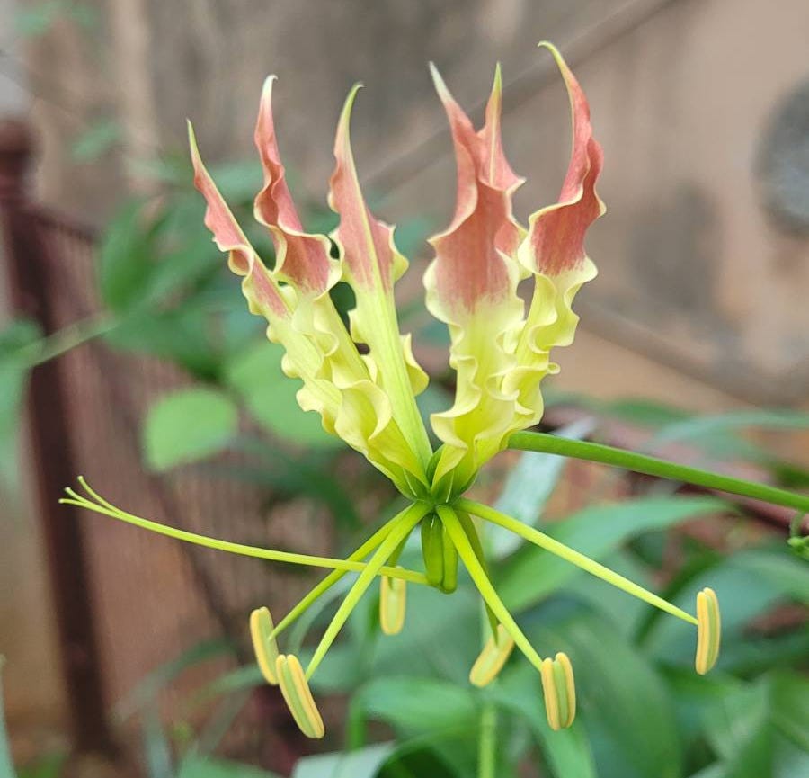 a flame lily in bloom