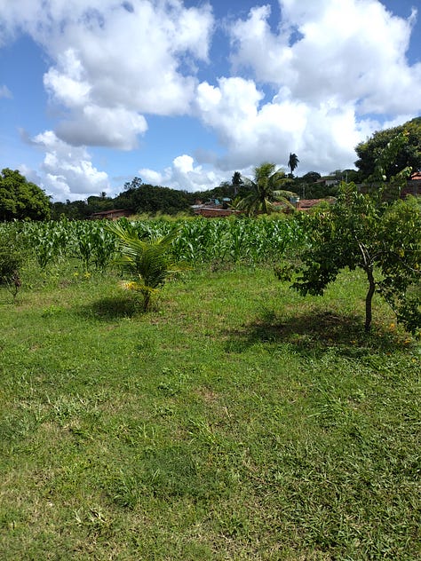 Field of corn, driveway passing through the land near the fruit trees, houses along the road, a monkey sitting on a chair outside my door, tiny house I lived in during my stay.