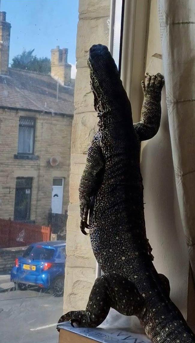 Wonder what my lizards thinking about