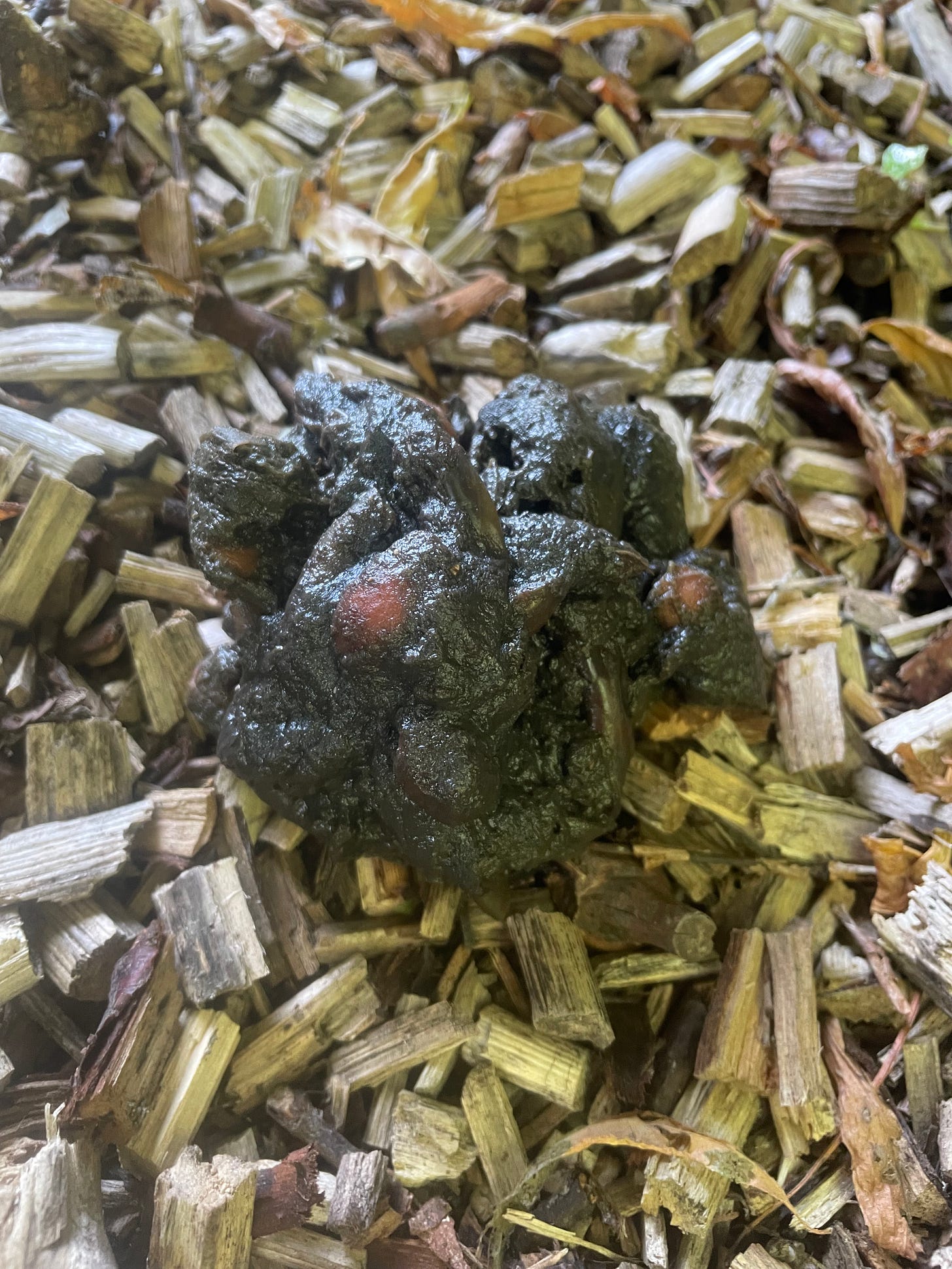 A close up of brown, sticky-looking dung bejewelled with reddish berries