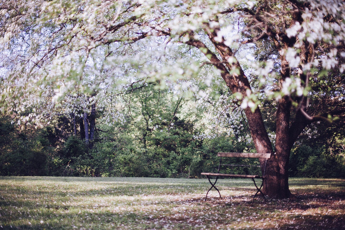 Free Images : branch, leaf, flower, spring, tranquil, peaceful, autumn ...