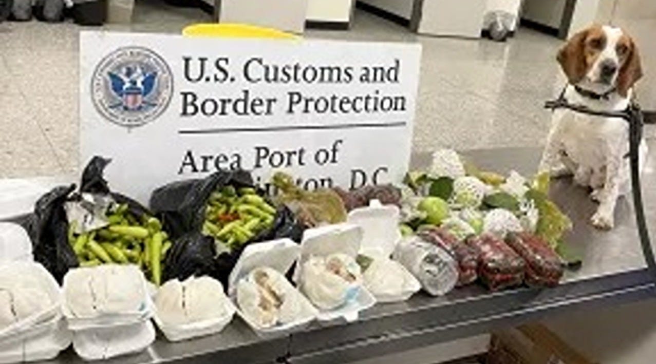 This CBP K9 sniffed out 29 pounds of forbidden fruit and meat arriving in Washington, DC, from Vietnam. (US Customs & Border Protection photo) This CBP K9 sniffed out 29 pounds of forbidden fruit and meat arriving in Washington, DC, from Vietnam. (US Customs & Border Protection photo)