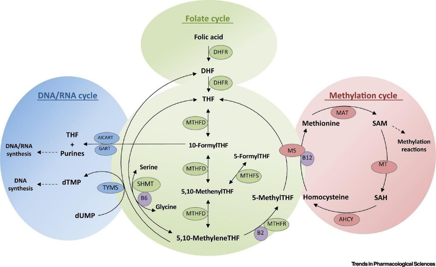 A diagram of different types of molecules

AI-generated content may be incorrect.
