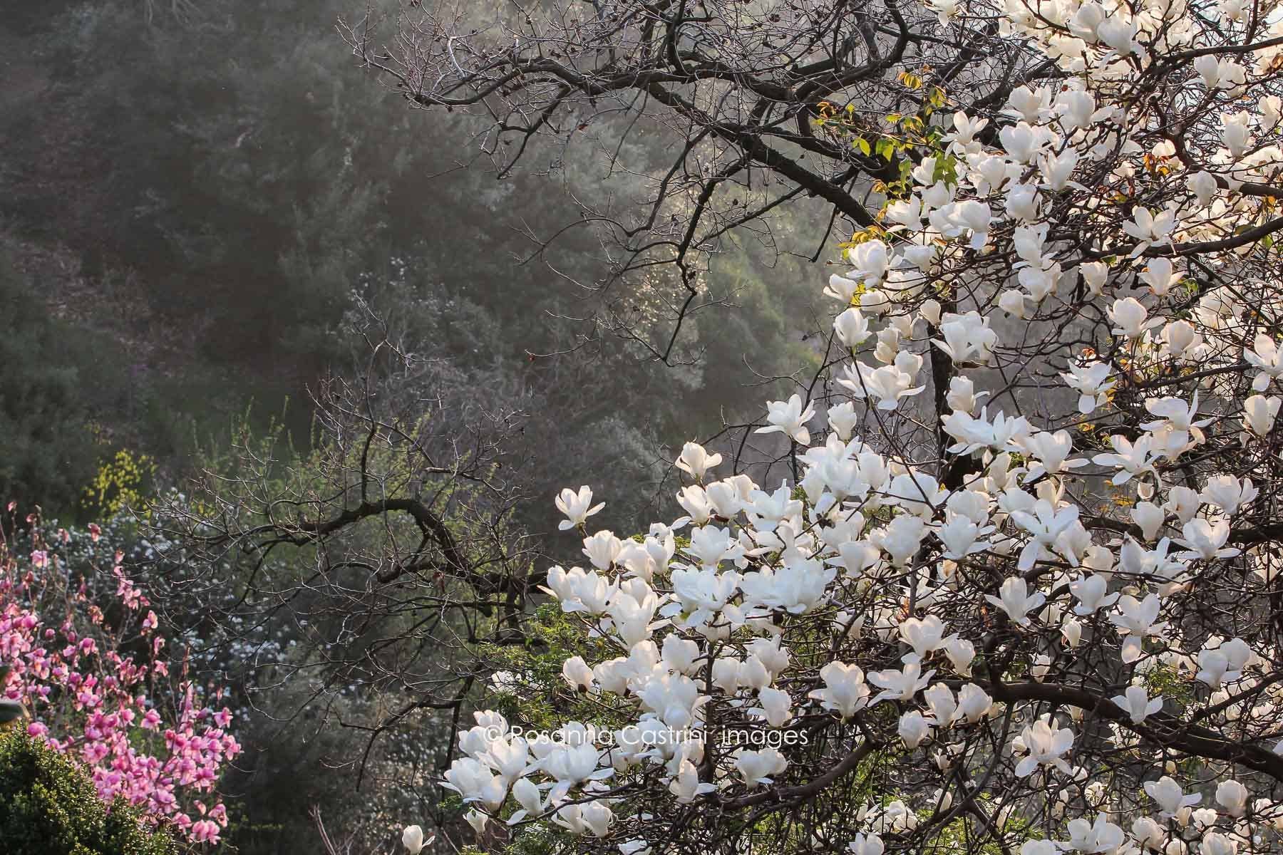 Magnolia denudata in piena fioritura