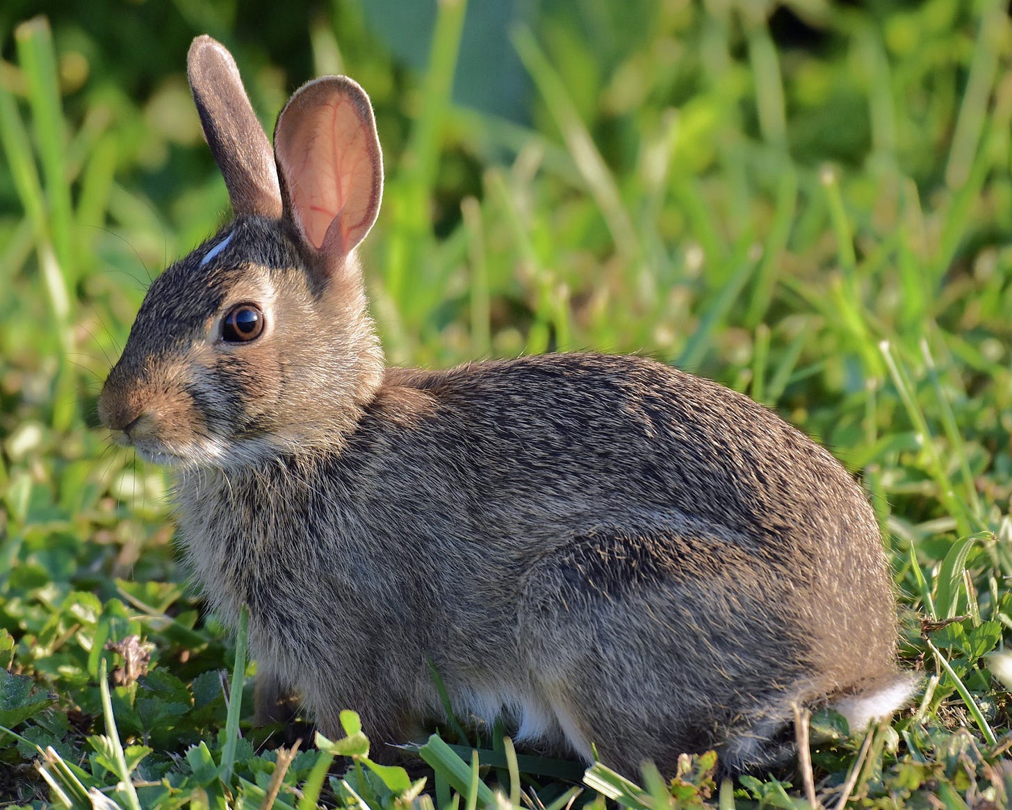 Rabbits, hares and pikas of the U.S.