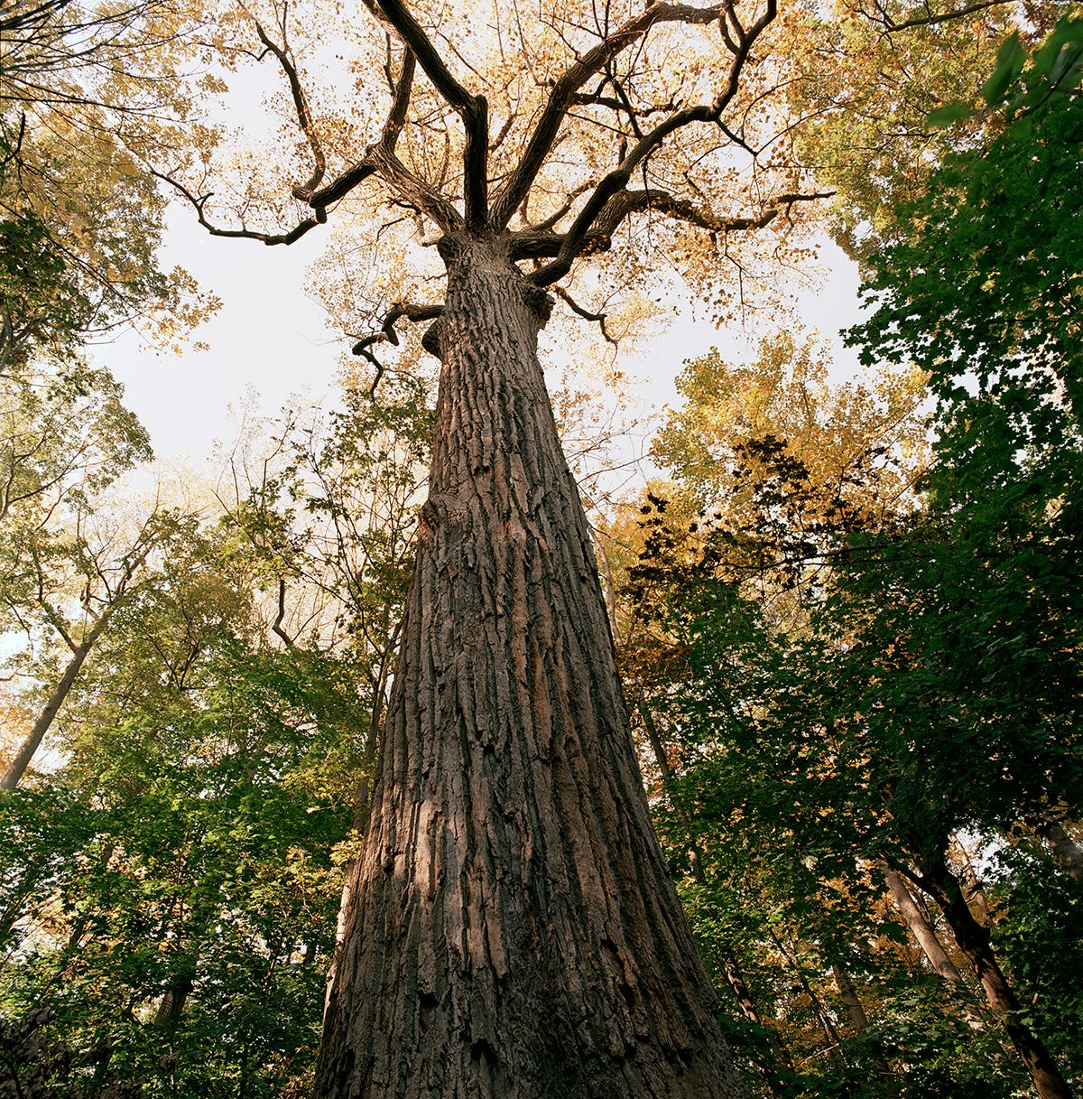 New York: A Concrete Jungle And 'City Of Trees,' Too | WGCU PBS & NPR for  Southwest Florida