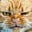 Cathammer's avatar