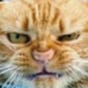 Cathammer's avatar
