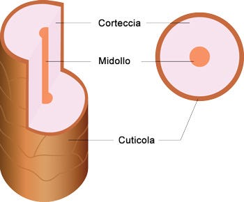 Struttura del capello | Follicolo Pilifero e Struttura del capello