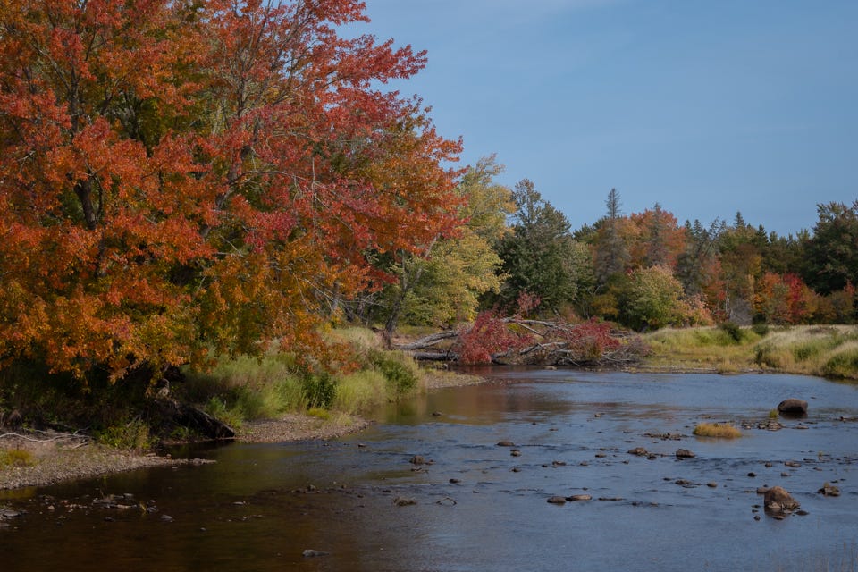 A river lined with colourful trees during autumn