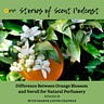 Stories of Scent