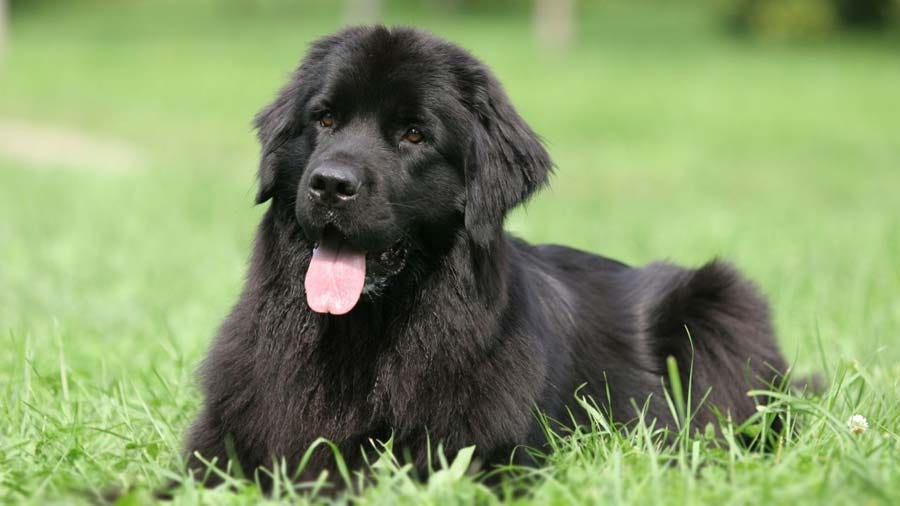 Newfoundland-2 Newfoundland-2