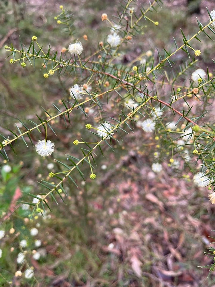 Australian bush flowers, trees and cormorants by the water
