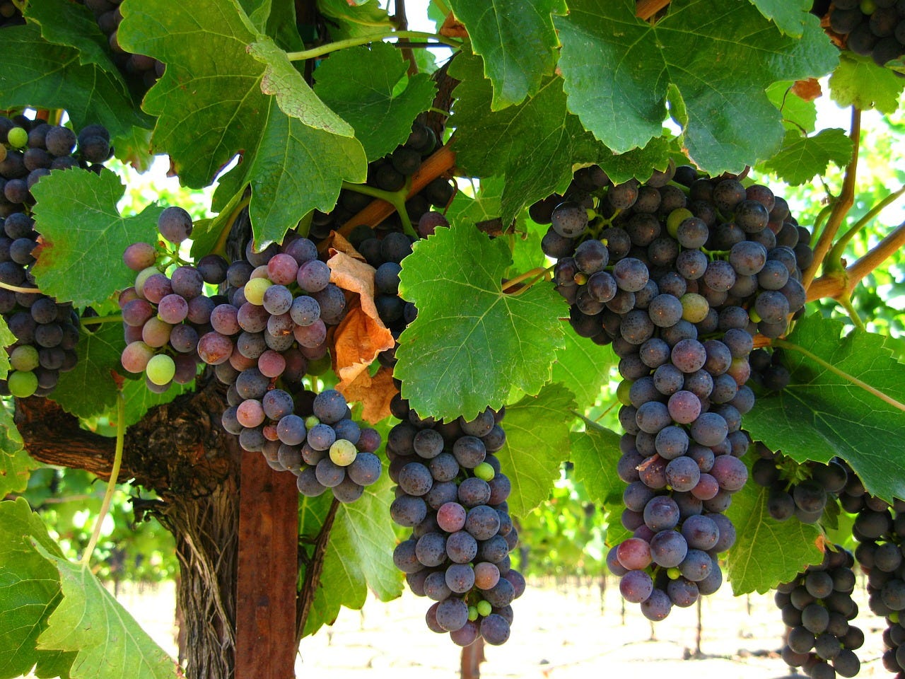 Multiple large clusters of dark reddish-purple grapes hang on vines surrounded by deep green leaves.
