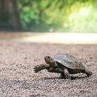 Incrementalism in Permaculture