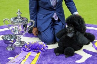 Monty, a giant schnauzer, takes part in the best in show competition at the 148th Westminster Kennel Club dog show Tuesday, May 14, 2024, at the USTA Billie Jean King National Tennis Center in New York. (AP Photo/Julia Nikhinson)