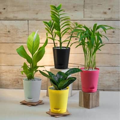 multiple plants