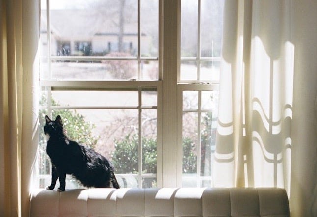 A black cat looks out the window. A black cat looks out the window.