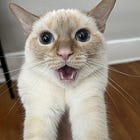 Contrarian Pet of the Week